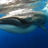 Bryde Whale