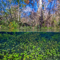 Under and above water forests