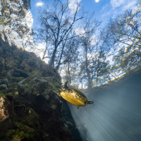 Turtle in the spring