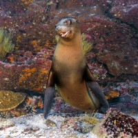 A portrait of a playful sea lion