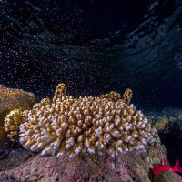 Chasing coral spawning