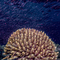 Underwater Meteor Shower