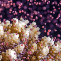 Underwater Colorful Snowstorm