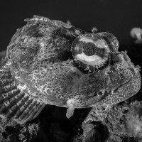 Fisheye in the eye fish