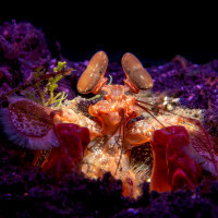 Mantis shrimp