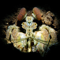 Mantis shrimp