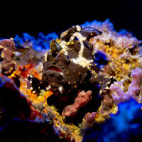 Frogfish