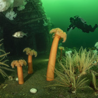 Canadian wreck and diver