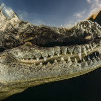 Crocodile portrait