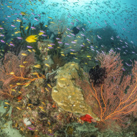 Reef of Papua New Guinea