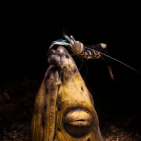 Snake eel with shrimp