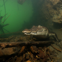 Krokodýl moreletův