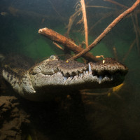 Moreleták osmičkou