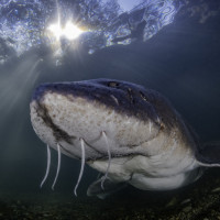 Giant Sturgeon Fish