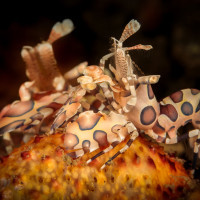 Kreveta harlekýn (Hymenocera picta)