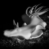 Bílá paní Ardeadoris egretta