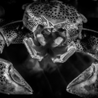 "Porcelánový" klepeťák