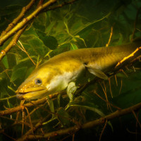 kdyby rostly ryby na stromě, . . .