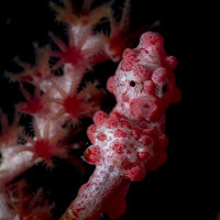 Tiny pigmy seahorse