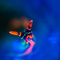 Blurred nudibranches - no photoshop