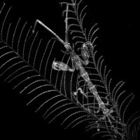 Skeleton shrimp