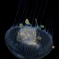 Inside the jellyfish