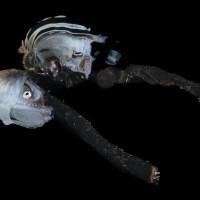 Paper Nautilus female mirrored