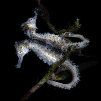 Mirrored seahorse