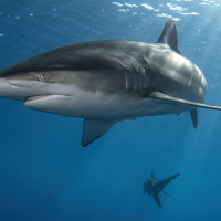 Silky shark