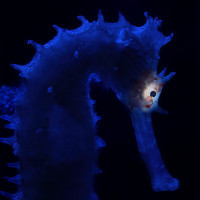 Blue seahorse