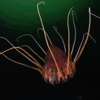 Helmet jellyfish