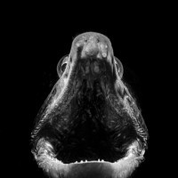 The scream of the Sea