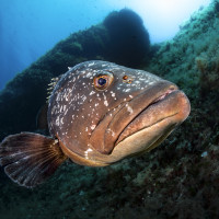 Guardian of the reef