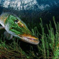 Lord of the Seaweed Forest