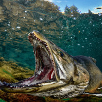 The throat of the attack