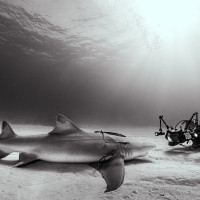 Face to face with a shark