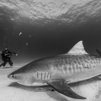 Photo session with a tiger