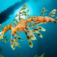 Sea dragon with eggs