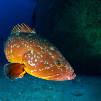 Grouper's Stare