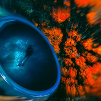 Diver's Dream