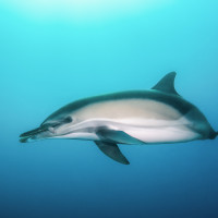 Dolphin with fish