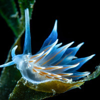 Nudibranch