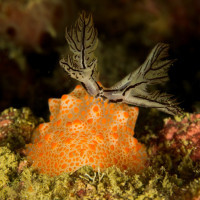 nudibranch