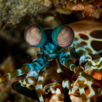 mantis shrimp
