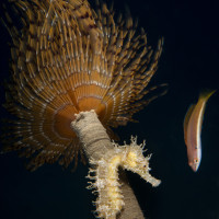 Cavalluccio su spirografo