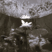 Waterlily black and white