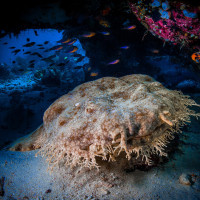 Wobbegong