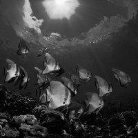 The schooling of bathfish