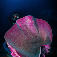 Underwater prospective