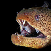 Transparent Trick II.